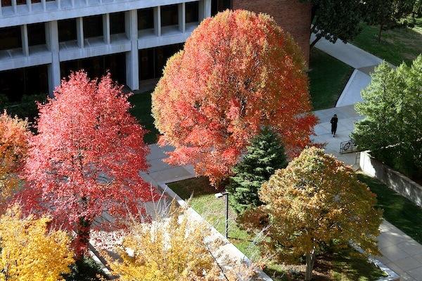 fall trees by the library